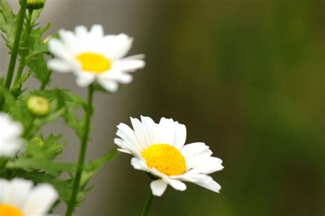 雛菊花|【雛菊(ヒナギク)のまとめ！】育て方や花言葉等8個。